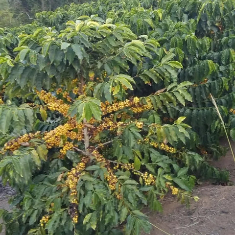 Kaffeestrauch voller reifer gelber Kaffeekirschen bei der Kooperative Apas Coffee in Minas Gerais