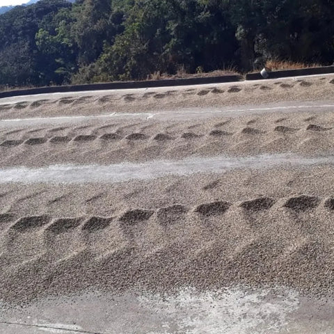 Kaffee trocknet in Reihen gerecht auf einer Trockenterrasse am Waldrand in Minas Gerais