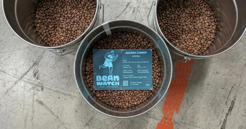 Frisch gerösteter Beanwatch Kaffee in Eimern zwischengelagert