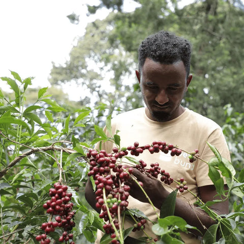 Dawid Syoum pflückt Kaffeekirschen