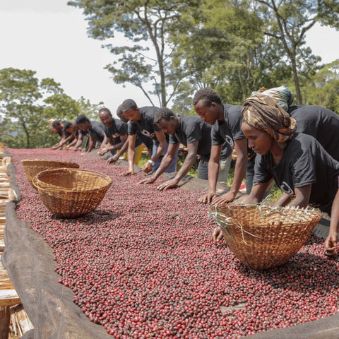 Auf der Bette Buna Farm werden Kaffeekirschen aussortiert