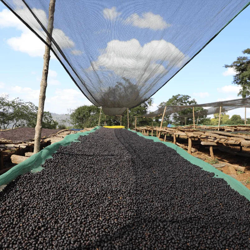 Ein sogenanntes afrikanisches Bett auf der Bette Buna Farm, wo die Kaffeekirschen trocknen.