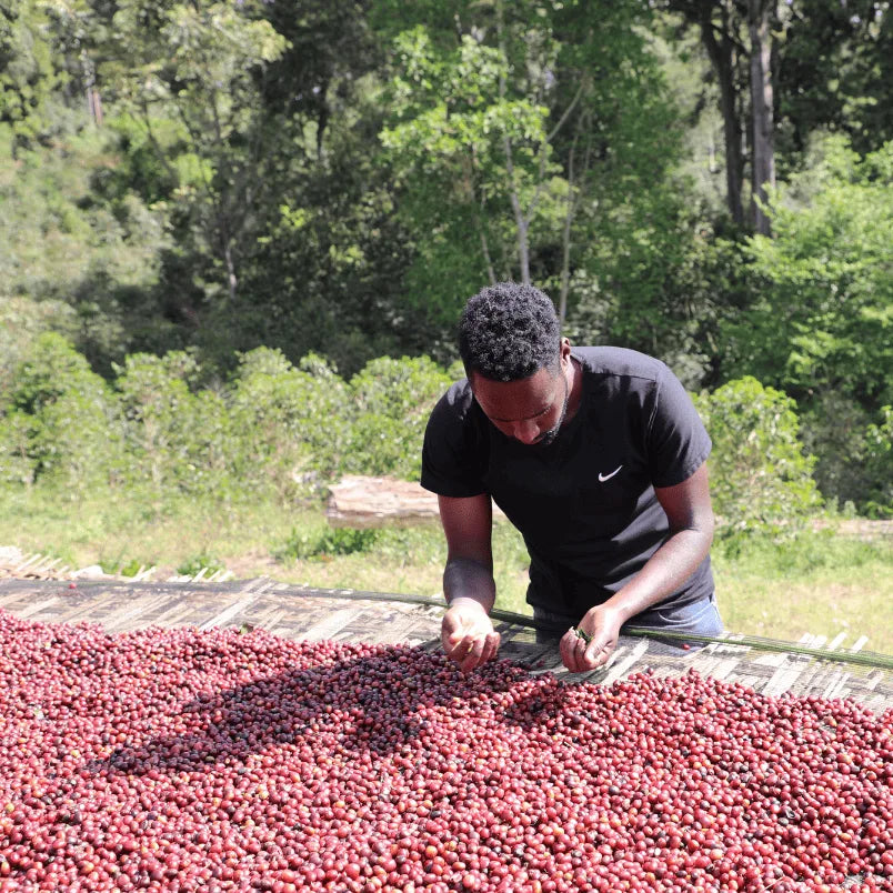 Ein Arbeiter sortiert Kaffeekirschen auf der Bette Buna Farm