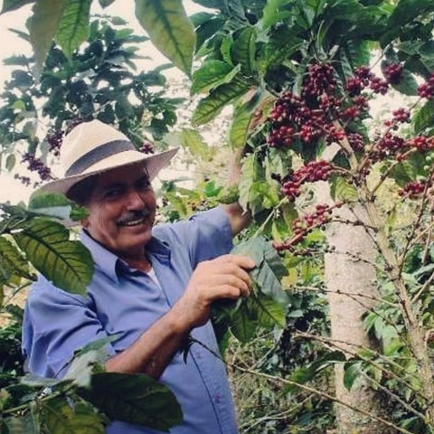 Kaffeebauer mit Strohhut erntet reife Kirschen von einer Kaffeepflanze