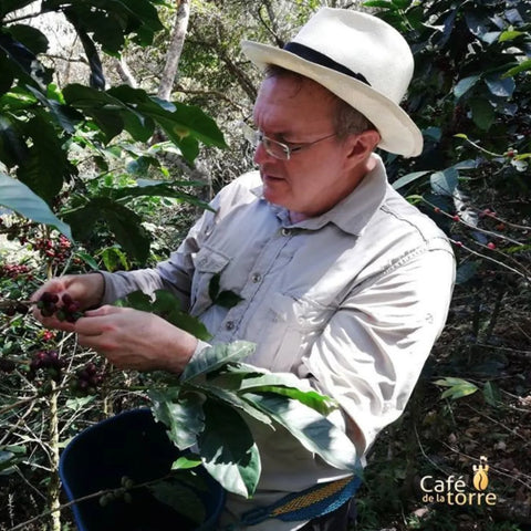 Kaffeeproduzent von Café de la Torre prüft geerntete Kaffeekirschen in der Hand