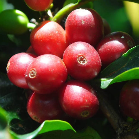 Reife rote Kaffeekirschen in Nahaufnahme am Zweig