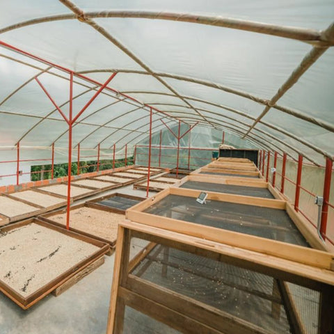 Trockenhaus mit Folienzelt und Holz-Trockenbetten für Kaffeebohnen