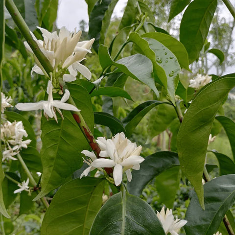 Kaffeeblüten auf der Farm der Fincamigos
