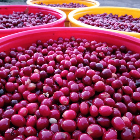 Reife, geerntete Kaffeekirschen