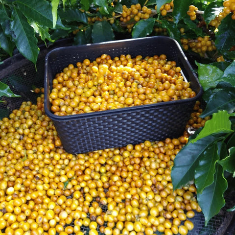 Frisch geerntete Yellow Bourbon Kaffeekirschen