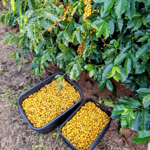 Yellow Bourbon Kaffeekirschen auf der Jaguara Farm