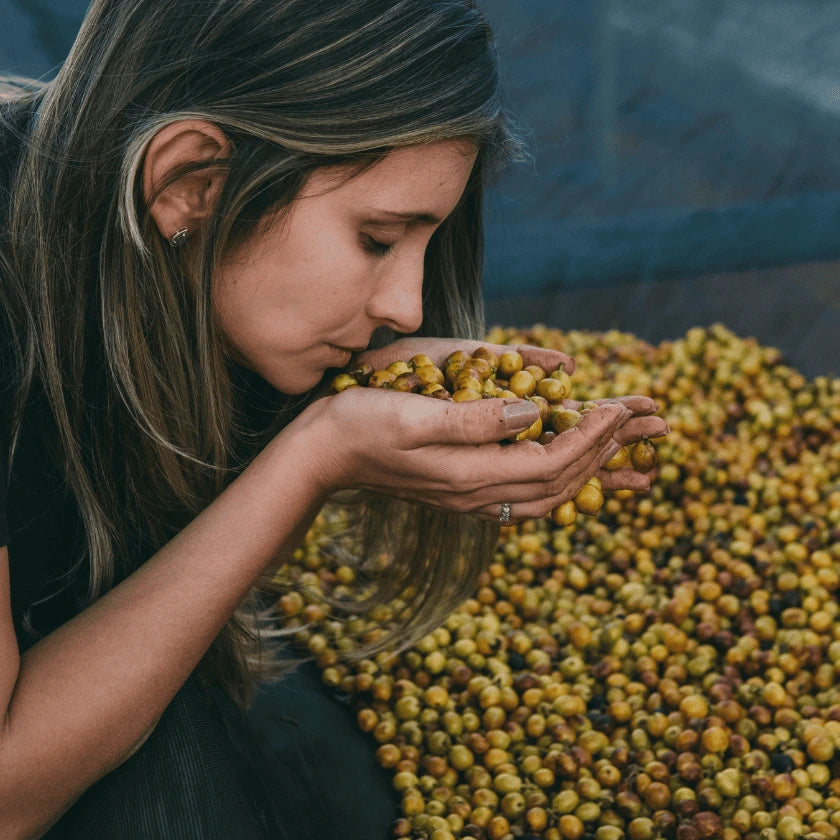 Reife Yellow Bourbon Kirsch, frisch geerntet, werden begutachtet