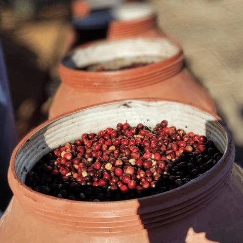 Reife Kaffeekirschen kurz vor dem Fermentationsprozess auf der Jaguara Farm