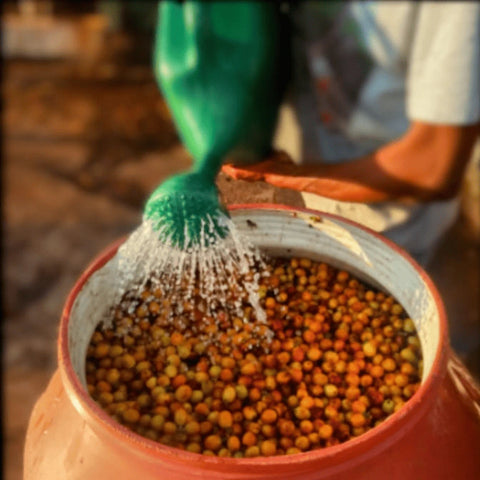 Die Fermentation wird auf der Jaguara Farm vorbereitet