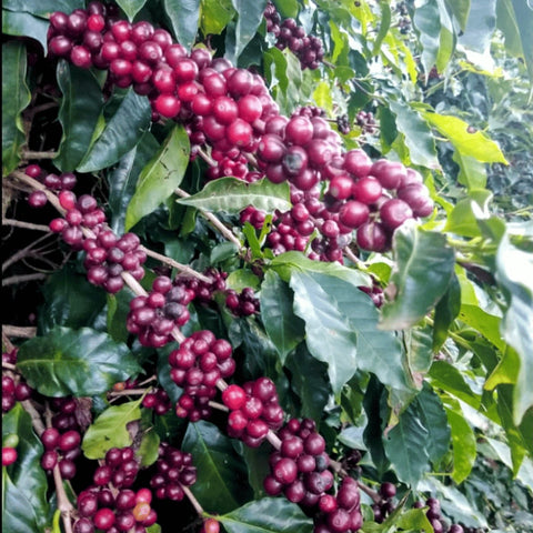 Reife Kaffeekirschen auf der Jaguara Farm