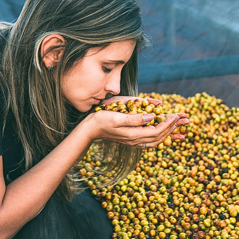 Geruchsprobe an Yellow Bourbon Kirschen